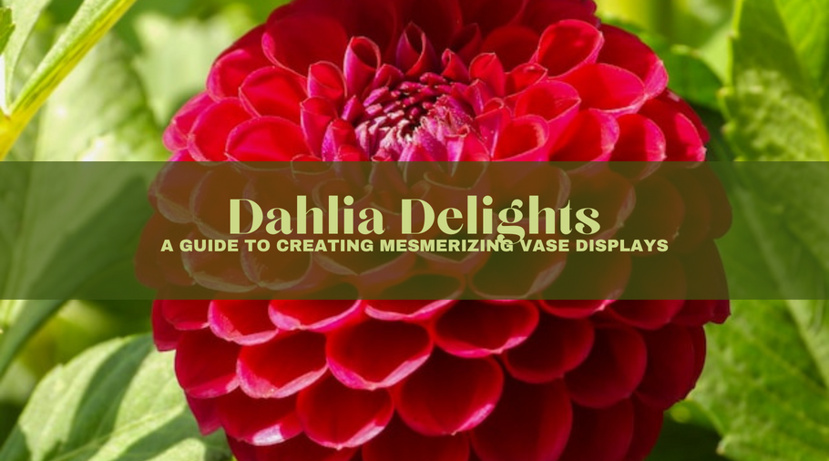 Dahlia Delights: A Guide to Creating Mesmerizing Vase Displays