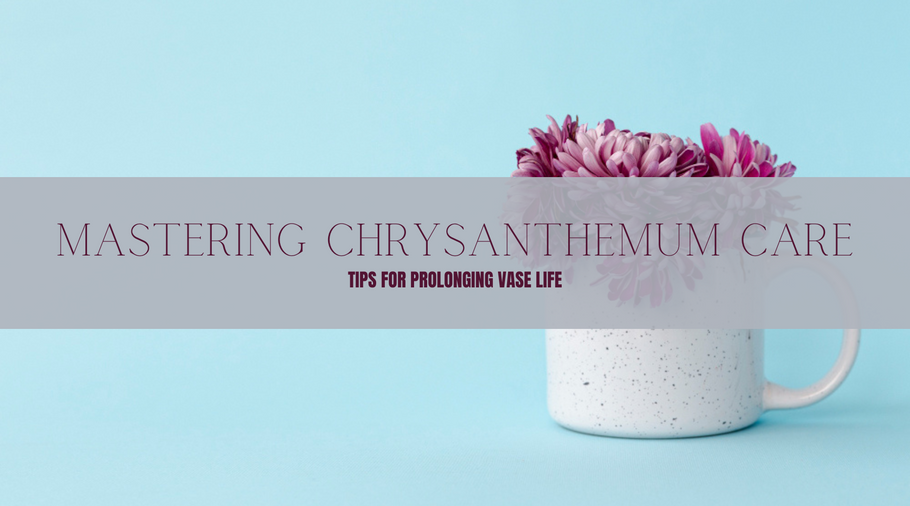 Mastering Chrysanthemum Care: Tips for Prolonging Vase Life