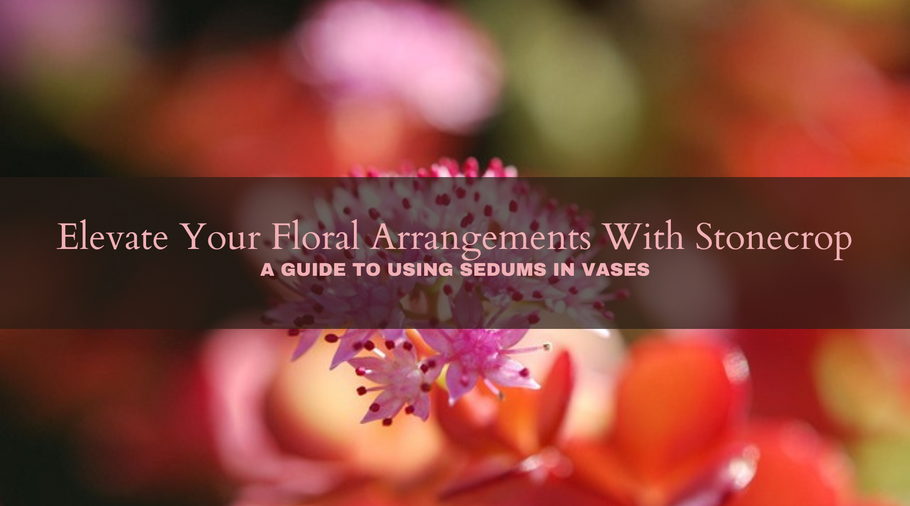 Elevate Your Floral Arrangements With Stonecrop: A Guide to Using Sedums in Vases